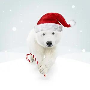 161118: Polar Bear, wearing Christmas hat and holding