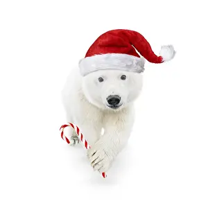 161118: Polar Bear, wearing Christmas hat and holding candy cane