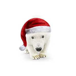 161118: Polar Bear, wearing Christmas hat in illustrated