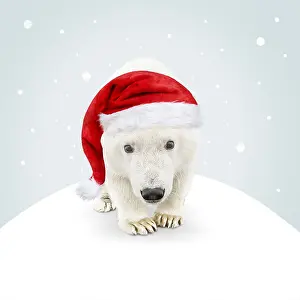 161118: Polar Bear, wearing Christmas hat in illustrated