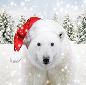 260420: Polar Bear wearing Christmas hat in winter snow