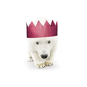 161118: Polar Bear, wearing Christmas party hat
