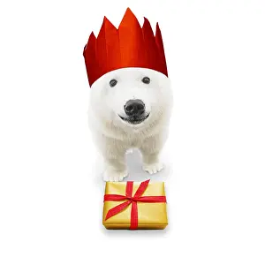 161118: Polar Bear, wearing Christmas party hat with
