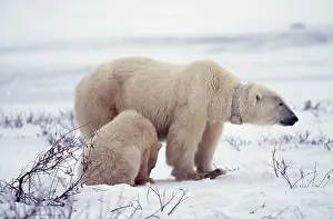 Collar: Polar Bear - wearing RADIO COLLAR, with cub