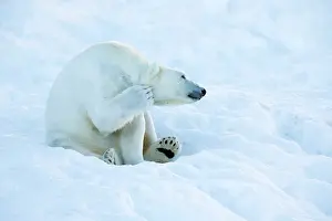 Ranua: Polar Bear in winter snow Ranua Wildlife Park, Finland