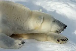 Ranua: Polar Bear in winter snow Ranua Wildlife Park, Finland