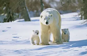 Alongside: POLAR BEAR and x two cubs walking alongside