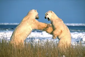 Attacking: POLAR BEAR - x two fighting