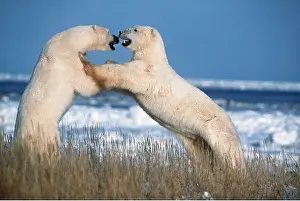 Attacking: POLAR BEAR - x two fighting