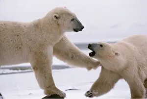 Confrontation: Polar Bear x two fighting, facing