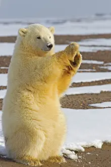 Clapping: Polar Bear year old cub Autumn