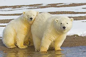 Hugs: Polar Bear year old cubs Autumn