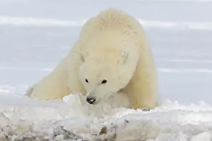 Yearling: Polar Bear - yearling