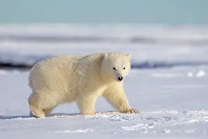 Yearling: Polar Bear - yearling