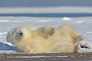 Yearling: Polar Bear - yearling