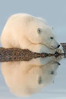 Yearling: Polar Bear - yearling along a barrier island outside