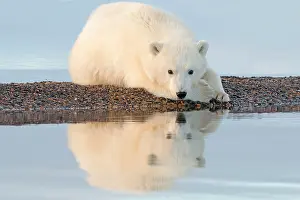 Yearling: Polar Bear - yearling along a barrier island outside