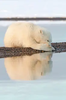 Yearling: Polar Bear - yearling along a barrier island outside