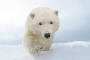 Yearling: Polar Bear - yearling along a barrier island outside