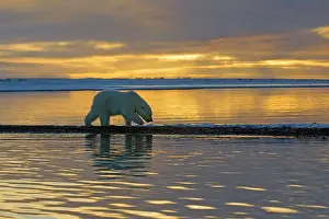 Yearling: Polar Bear - yearling along a barrier island outside