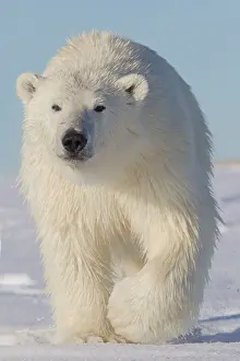 Yearling: Polar Bear - yearling along a barrier island outside