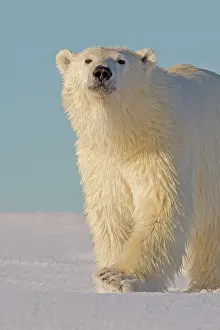 Yearling: Polar Bear - yearling along a barrier island outside