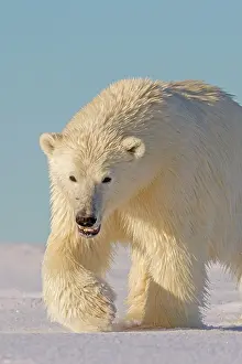 Yearling: Polar Bear - yearling along a barrier island outside