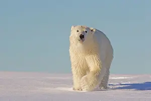 Yearling: Polar Bear - yearling along a barrier island outside