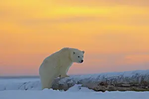 Barrier: Polar Bear - yearling along a barrier island outside