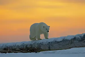 Barrier: Polar Bear - yearling along a barrier island outside