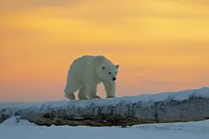 Barrier: Polar Bear - yearling along a barrier island outside