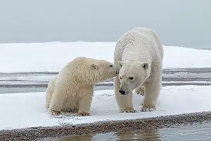 Barrier: Polar Bear - yearling along a barrier island outside