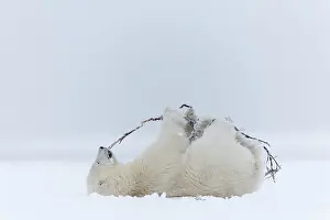 Barrier: Polar Bear - yearling along a barrier island outside