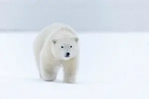 Barrier: Polar Bear - yearling along a barrier island outside