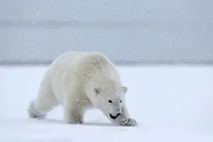 Barrier: Polar Bear - yearling along a barrier island outside