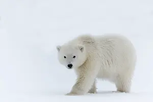 Barrier: Polar Bear - yearling along a barrier island outside