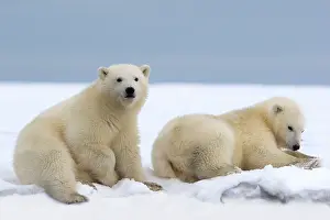 Yearlings: Polar Bear - yearling cubs lying down
