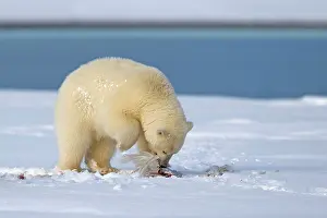 Yearling: Polar Bear - yearling eating a gull
