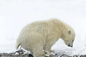 Toilet: Polar Bear - yearling going to the toilet along