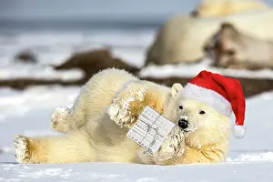 290621: Polar Bear yearling lying in the snow holding a Christmas pr