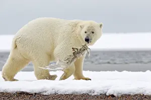 Skeleton: Polar Bear - yearling playing with a skeleton of