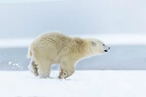 Barrier: Polar Bear - yearling running along a barrier island