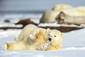 Chilled: Polar Bear yearling in the snow Autumn
