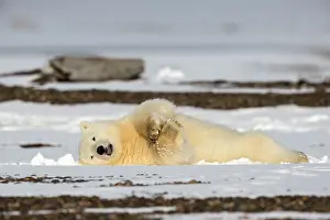 Chilled: Polar Bear yearling in the snow Autumn