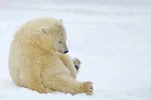 Chilled: Polar Bear yearling in the snow Autumn