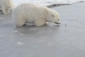 Yearlings: Polar Bear - yearlings