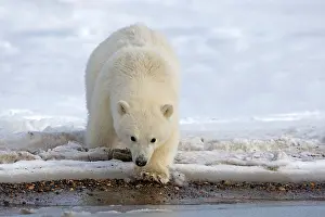 Yearlings: Polar Bear - yearlings