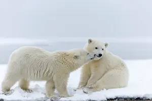 Barrier: Polar Bear - yearlings along a barrier island outside