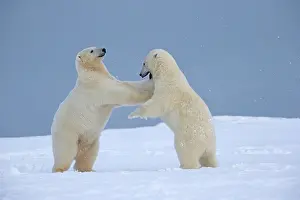 Yearlings: Polar Bear - yearlings playing together - along