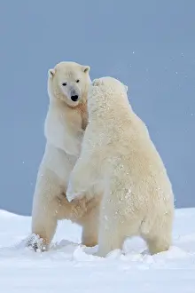Yearlings: Polar Bear - yearlings playing together - along